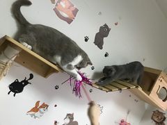 -我爱猫咪·猫咖·狗咖·安哥拉兔·羊驼咖(小寨华旗店)