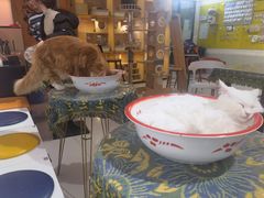 -平行世界·猫咖(首经贸店)