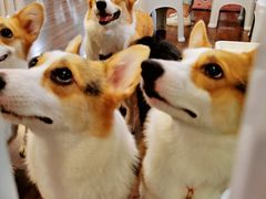 -柯斗斗主题餐厅·狗咖·围炉煮茶·茶饮(国瑞升平里店)