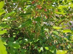 -丰依竹食·老牌竹筒饭