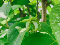 -中国科学院华南植物园