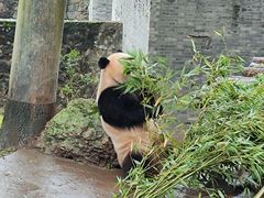 -都江堰中华大熊猫苑