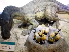 -国家自然博物馆