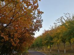 -永定河休闲森林公园