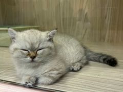 -屋虎猫馆(宝安大仟里店)