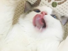 -金刚山烧烤(红旗大街店)