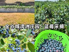 -金谷域澳洲庄园