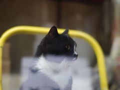 -猫咪博物馆(顶澳仔猫街店)