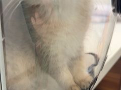 -心仪动物医院·牙专科·肿瘤·心脏科(西客站院)