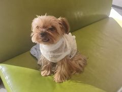 -北京派仕佳德动物医院·超导核磁·CT·神经科·骨科·内外科·急重症管理中心