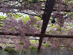 -嘉定紫藤园