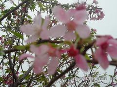 -天适樱花悠乐园