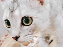 -楼上猫咖(罗湖店)