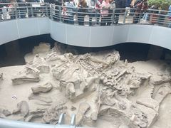 -自贡恐龙博物馆