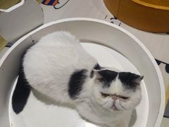 -藏猫猫咖啡主题馆(中央大道店)