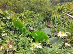 -梧桐山风景名胜区