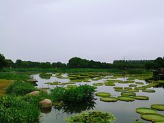 -荷塘月色湿地公园·向阳花洲