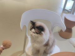 -藏猫猫咖啡主题馆(中央大道店)