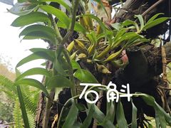 -野象谷景区