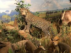 -陕西自然博物馆