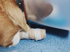 -宠颐生动物医院·心脏科·保险定点(锦阳分院)