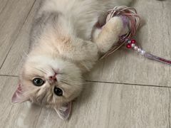 -唐小姐の猫狗洗护·购宠旗舰店(周浦万达店)
