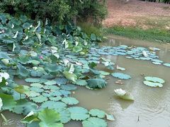 -艾溪湖湿地公园