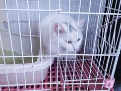 -有猫主题·治愈系猫咖(曾厝垵店)