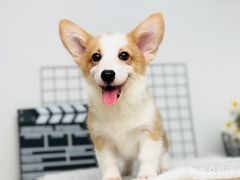 -翊宠yipet猫狗购宠庄园犬舍•猫舍