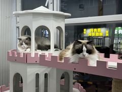 -青奢宠物·青奢猫舍