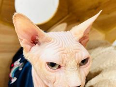 -楼上猫咖(罗湖店)