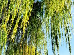 -大兴滨河森林公园