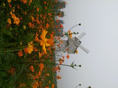 android_upload_pic-北京东方普罗旺斯薰衣草庄园