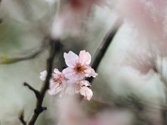-王借岗森林公园