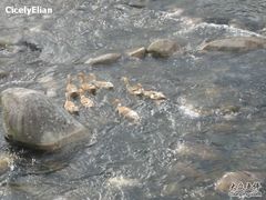 -祁门牯牛降观音堂风景区