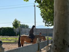 -北京群众马术培训基地