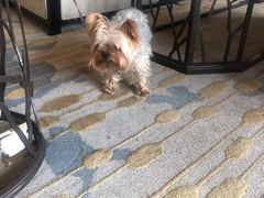 -上海崇明金茂凯悦酒店