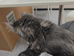 -安安宠医·臻爱宠物医院·宠保定点(营门口路分院)