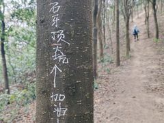 -黄埔油麻山森林公园