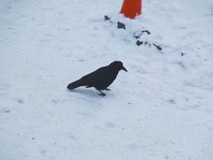 -哈根达斯(武汉天地店)