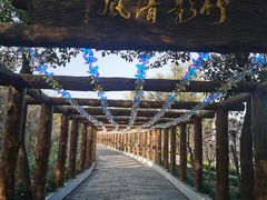 -南汇桃花村