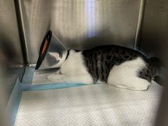 -艾吉宠物医院·疑难杂症转诊中心·猫友好(碧江路院)