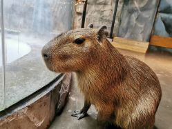 -Zoolung Zoolung动物主题公园(海信广场店)