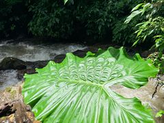 -莫里热带雨林景区