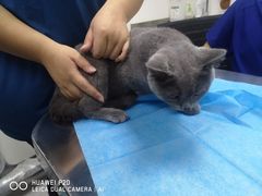 -喜多萌中农锦绣动物医院24H·猫科·牙科MRI·CT