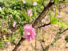 -南国桃园旅游度假区