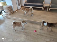 -南京Hallo宠物乐园·哈罗犬舍·柴犬繁育基地