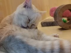 -momokira米努特·德文卷毛猫·棉花面纱犬