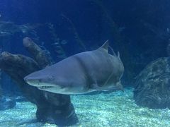 -暹罗海洋世界
