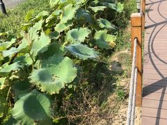-田园东方蜜桃村的田野营地